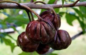 Burdekin Plum